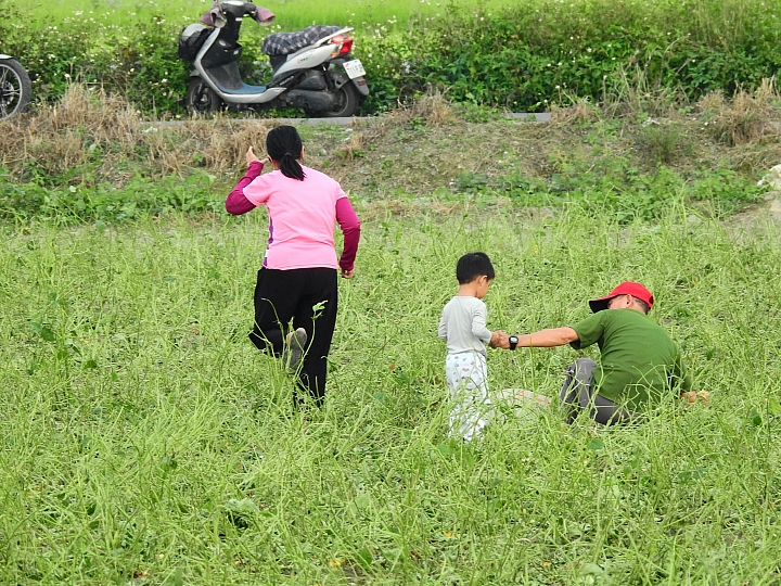 非常少見毛豆採收機跟著一大群黃頭鷺