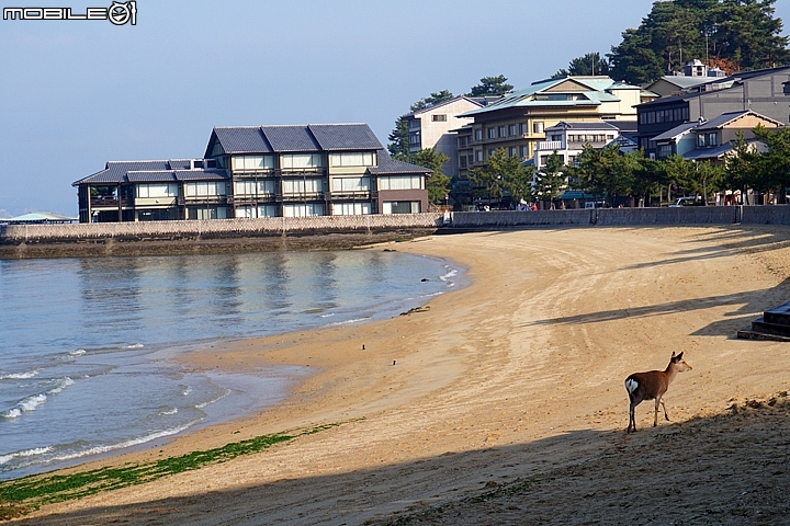 嚴島神社 以海上大鳥居而聞名的世界遺產