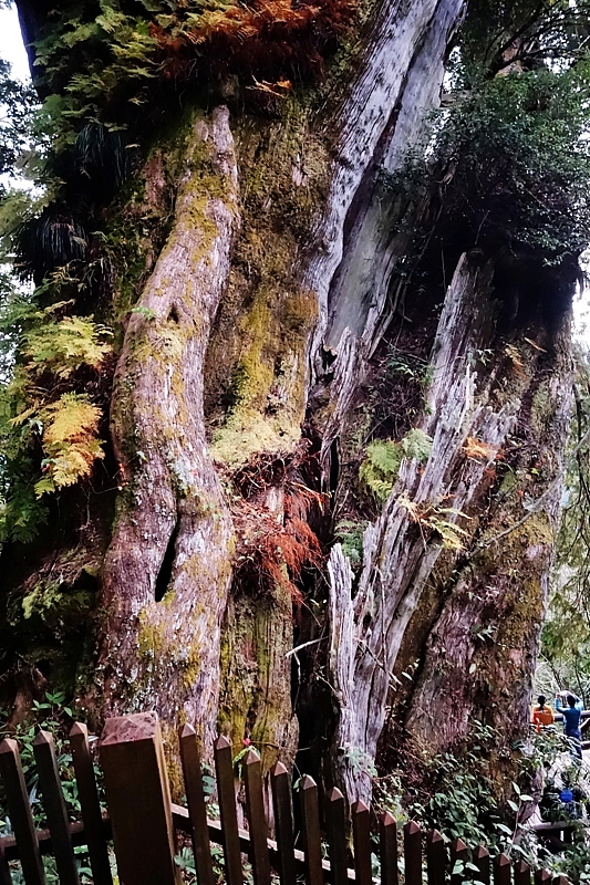 20161201~1215 阿里山、墾丁、綠島、武嶺放空之旅 (一)日月潭、阿里山、嘉義行程