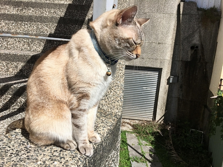 20161201~1215 阿里山、墾丁、綠島、武嶺放空之旅 (一)日月潭、阿里山、嘉義行程