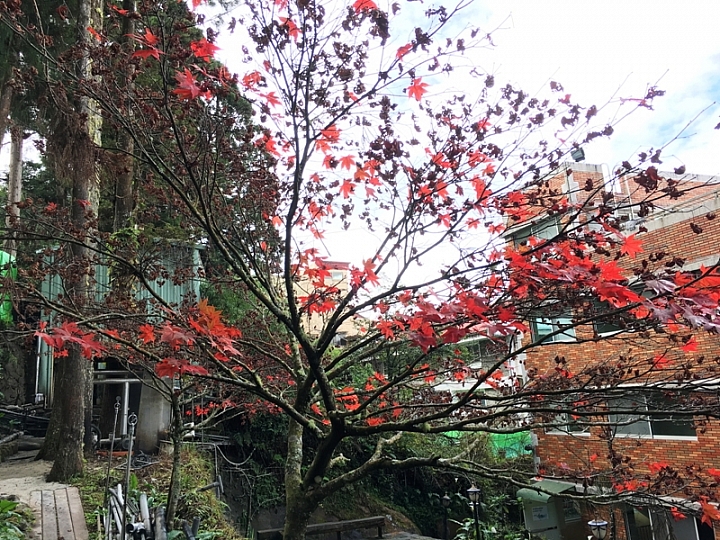 20161201~1215 阿里山、墾丁、綠島、武嶺放空之旅 (一)日月潭、阿里山、嘉義行程