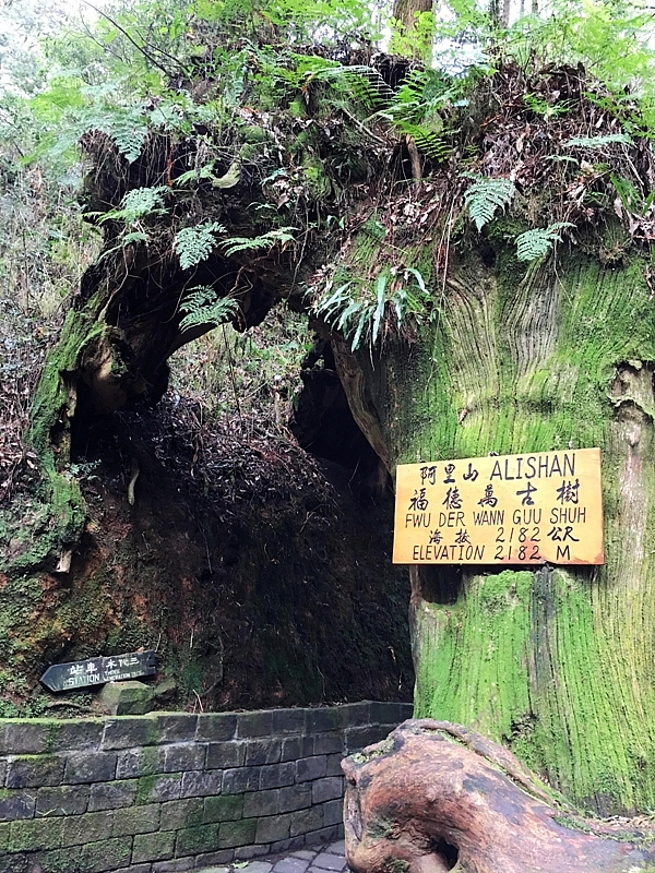 20161201~1215 阿里山、墾丁、綠島、武嶺放空之旅 (一)日月潭、阿里山、嘉義行程