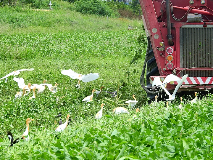 非常少見毛豆採收機跟著一大群黃頭鷺