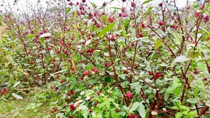 【花蓮瑞穗私房景點】來養和屋住一晚,必去文旦驛站和檳城農莊