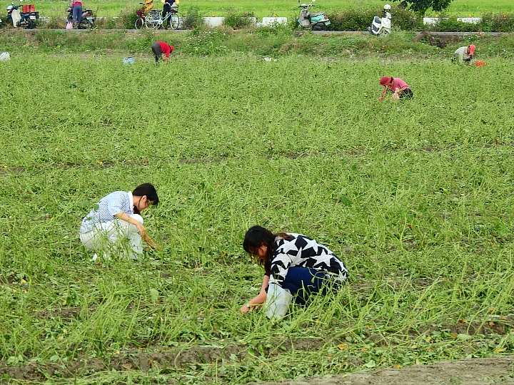 非常少見毛豆採收機跟著一大群黃頭鷺