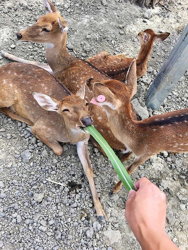 20161201~1215 阿里山、墾丁、綠島、武嶺放空之旅 (三) 高雄、墾丁、台東