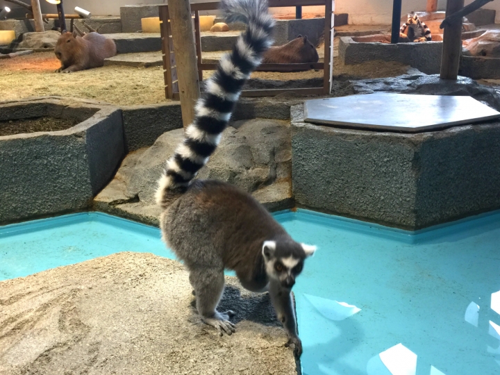 【日本 關西/大阪】萬博紀念公園 EXPOCITY -購物、娛樂、美食一應俱全