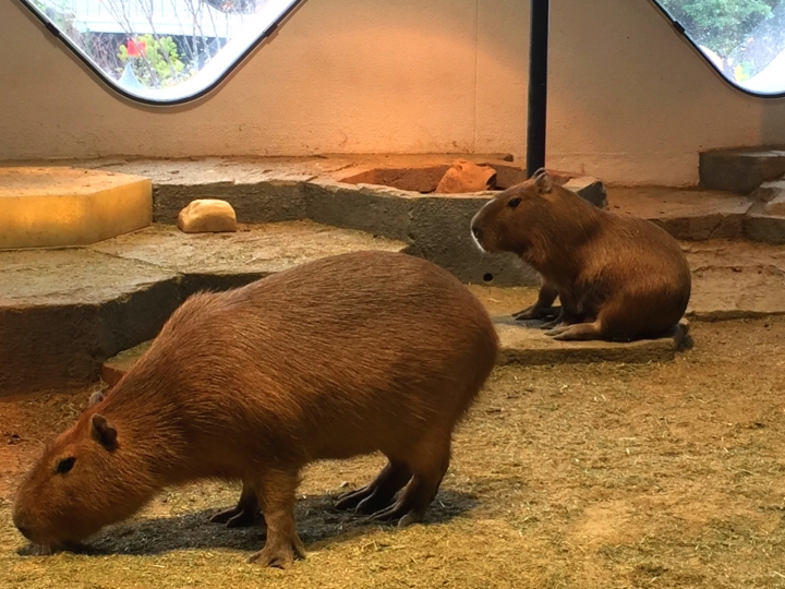 【日本 關西/大阪】萬博紀念公園 EXPOCITY -購物、娛樂、美食一應俱全