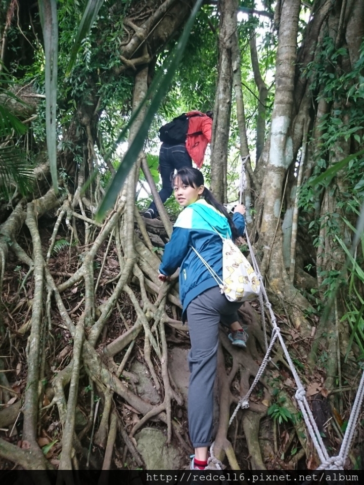 到台東鸞山森林博物館去尋找會走路的樹 部落生態旅遊心得分享