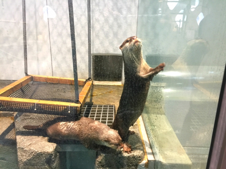 【日本 關西/大阪】萬博紀念公園 EXPOCITY -購物、娛樂、美食一應俱全