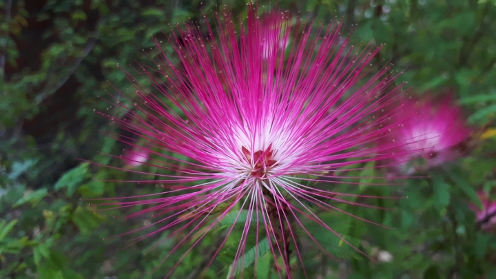 Samsung Galaxy A7(2017)讓你感受旗艦機種的威~顯