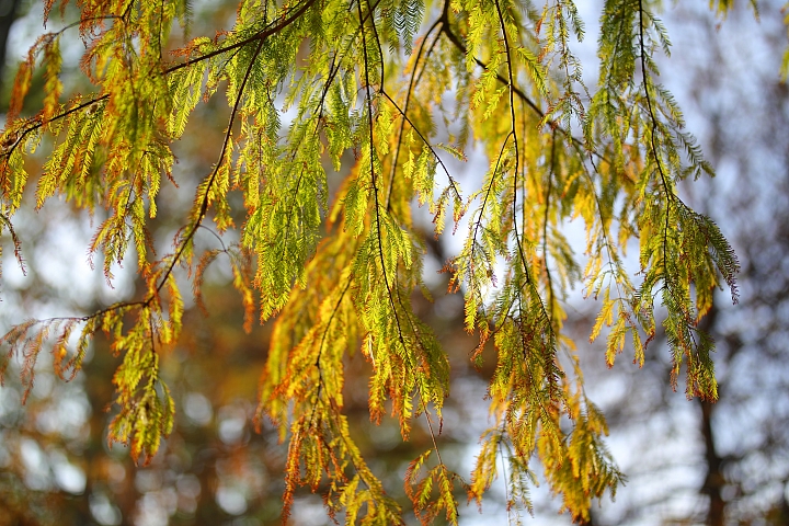 越級挑戰C家85L II!Sigma 85mm F1.4 DG HSM Art 大光圈定焦鏡試用報告!