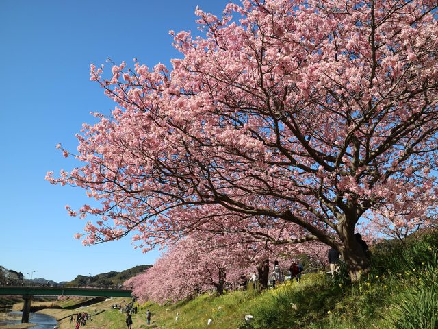 「靜岡景點」--不下河津町的河津櫻千本櫻:南伊豆町的油菜花與櫻花祭!!!