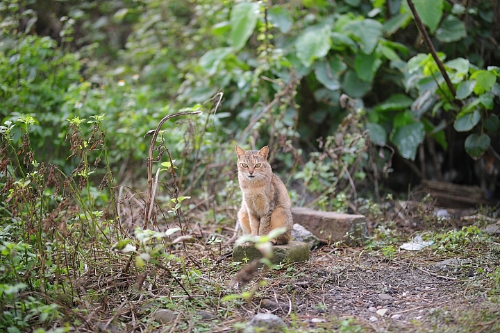 越級挑戰C家85L II!Sigma 85mm F1.4 DG HSM Art 大光圈定焦鏡試用報告!