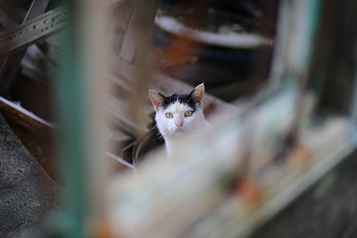 越級挑戰C家85L II!Sigma 85mm F1.4 DG HSM Art 大光圈定焦鏡試用報告!