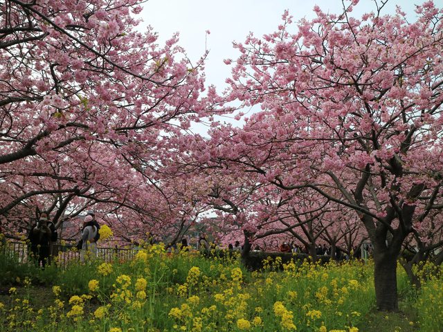 「静岡景點」--來日本最早滿開的千本櫻小鎮 河津町看河津櫻!