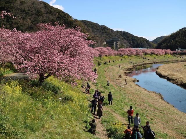 「靜岡景點」--不下河津町的河津櫻千本櫻:南伊豆町的油菜花與櫻花祭!!!