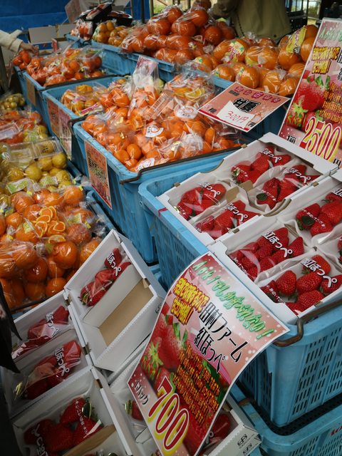 「静岡景點」--來日本最早滿開的千本櫻小鎮 河津町看河津櫻!