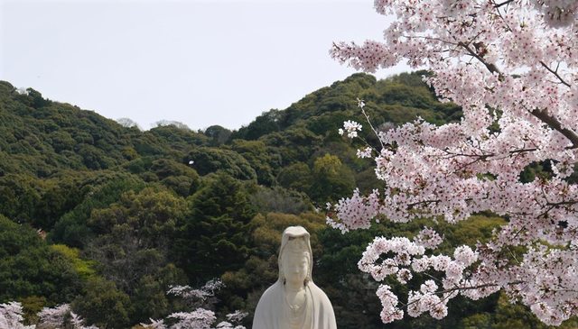 「京都的櫻花」--京都賞櫻景點、路線整理分享
