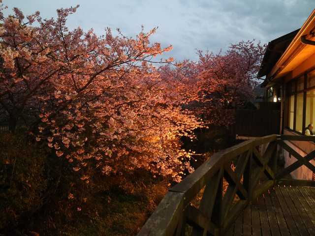 「静岡景點」--來日本最早滿開的千本櫻小鎮 河津町看河津櫻!