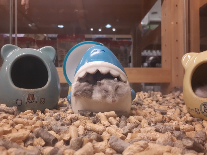 Samsung Galaxy A7(2017)讓你感受旗艦機種的威~顯