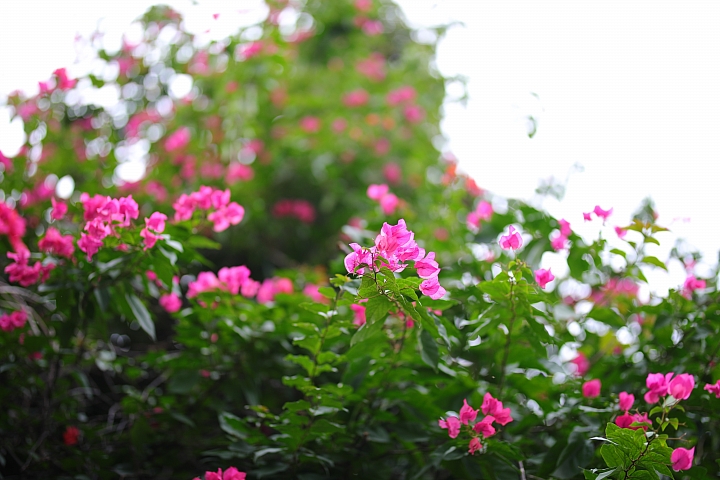 越級挑戰C家85L II!Sigma 85mm F1.4 DG HSM Art 大光圈定焦鏡試用報告!