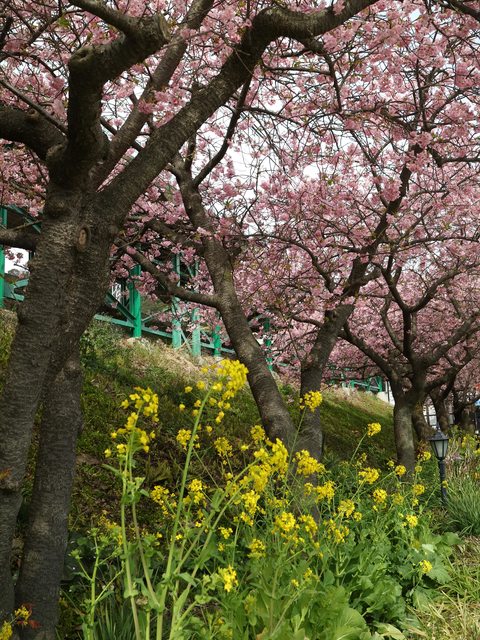 「静岡景點」--來日本最早滿開的千本櫻小鎮 河津町看河津櫻!