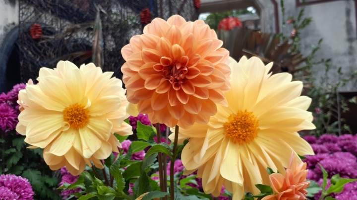 Samsung Galaxy A7(2017)讓你感受旗艦機種的威~顯