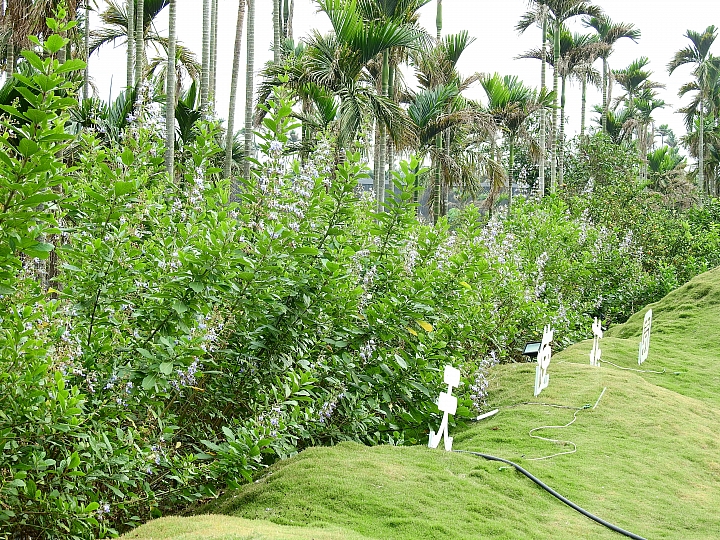 美與寧靜!竹田鄉天使花園,文心蘭栽培王國。