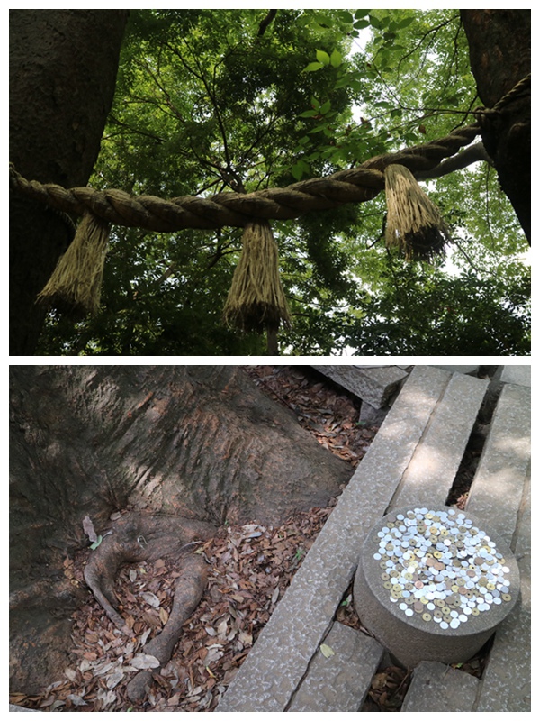 【遊。2016川越】喜多院、冰川神社、小川菊鰻魚飯、小江戶川越一日遊
