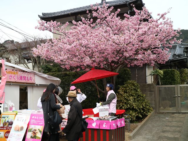 「静岡景點」--來日本最早滿開的千本櫻小鎮 河津町看河津櫻!