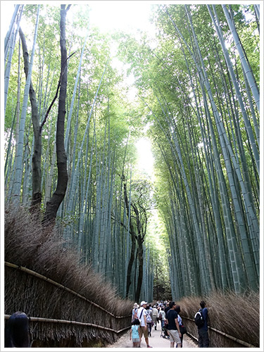 〈關西親子自助行〉Day5:渡月橋 - 古都芋本舗 - 野宮神社 - 天龍寺 - 竹林步道 - 嵐山小火車 - 午餐(嵯峨とうふ 稲) - 梅田.焼肉の牛太