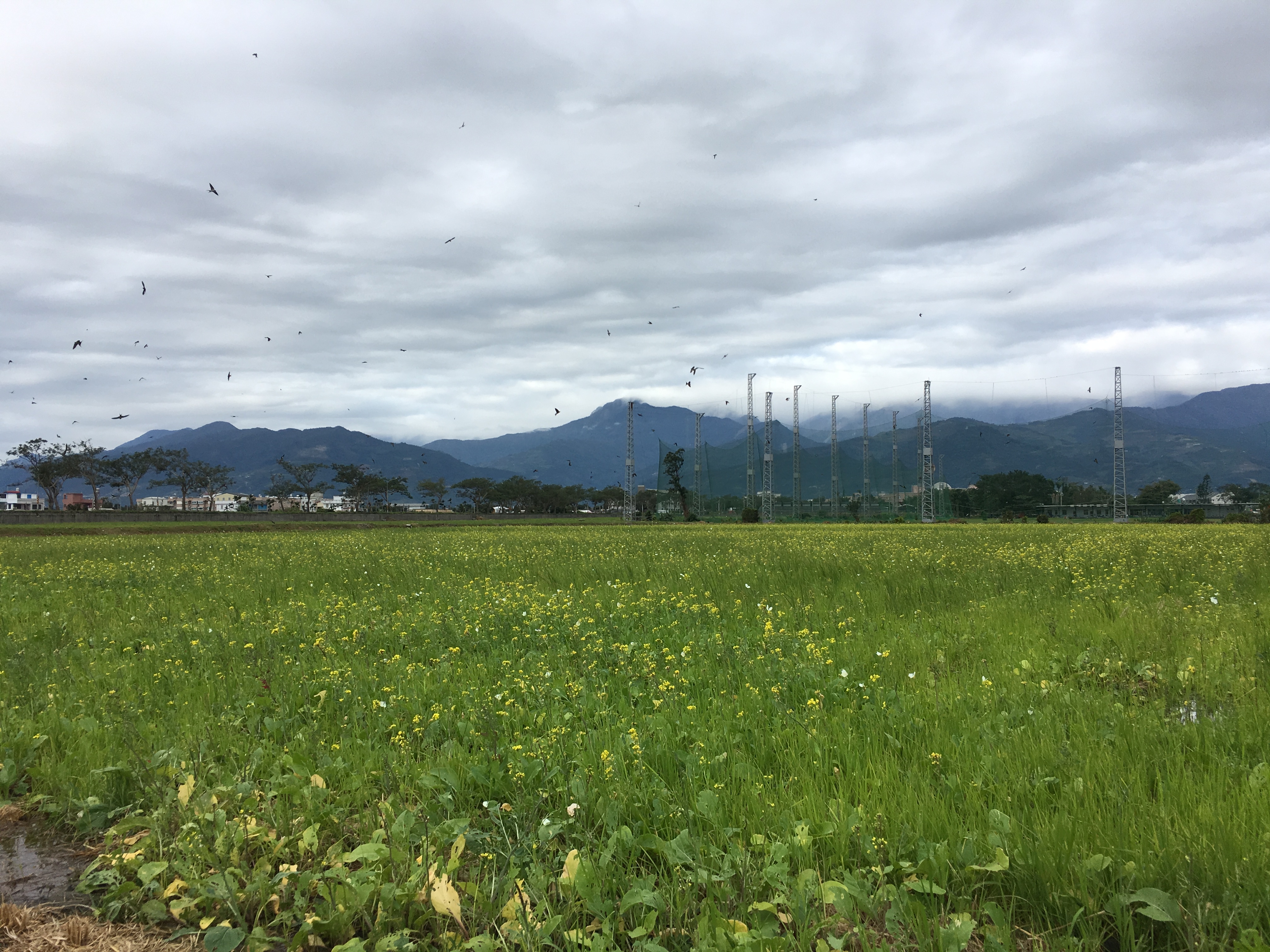 2017回台東過年行
