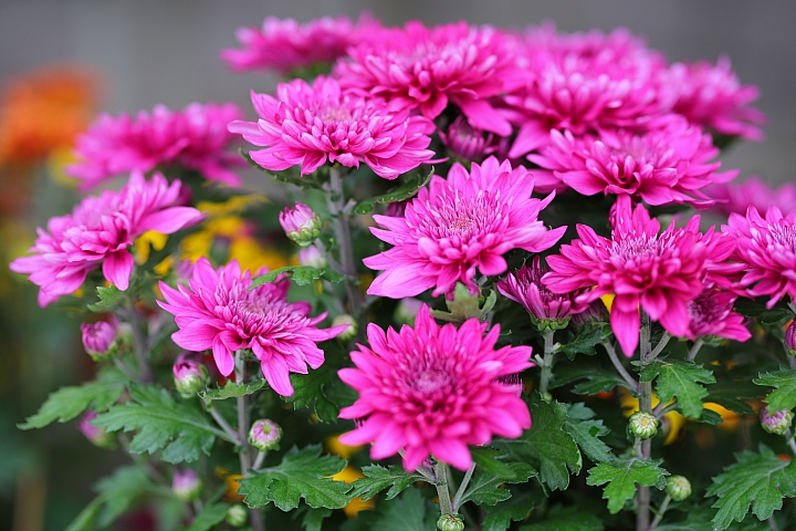 越級挑戰C家85L II!Sigma 85mm F1.4 DG HSM Art 大光圈定焦鏡試用報告!