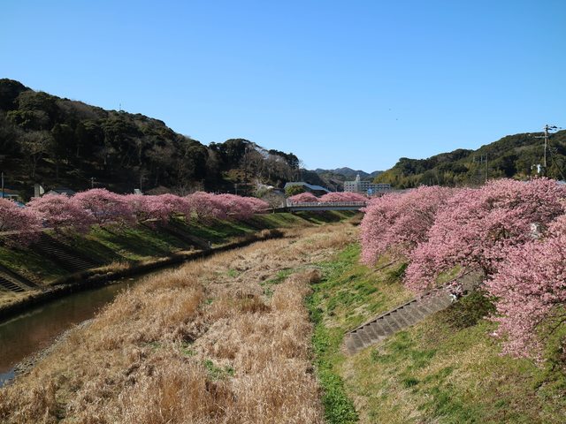 「靜岡景點」--不下河津町的河津櫻千本櫻:南伊豆町的油菜花與櫻花祭!!!