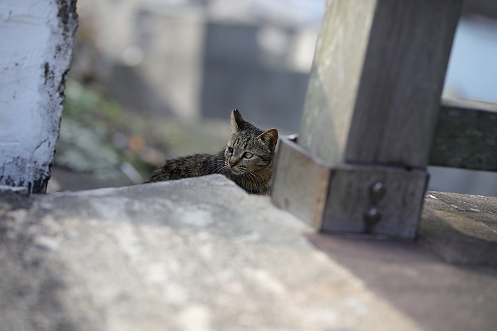 越級挑戰C家85L II!Sigma 85mm F1.4 DG HSM Art 大光圈定焦鏡試用報告!