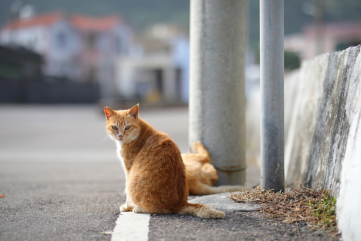 越級挑戰C家85L II!Sigma 85mm F1.4 DG HSM Art 大光圈定焦鏡試用報告!