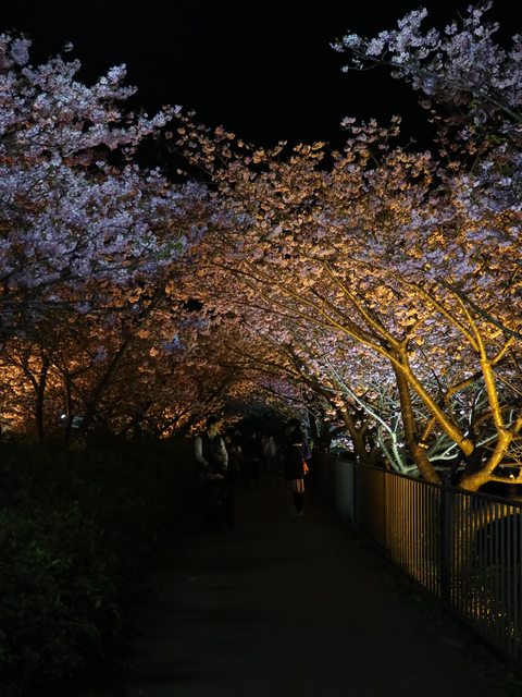 「静岡景點」--來日本最早滿開的千本櫻小鎮 河津町看河津櫻!