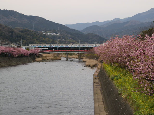 「静岡景點」--來日本最早滿開的千本櫻小鎮 河津町看河津櫻!