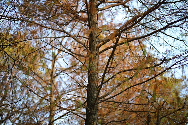 越級挑戰C家85L II!Sigma 85mm F1.4 DG HSM Art 大光圈定焦鏡試用報告!