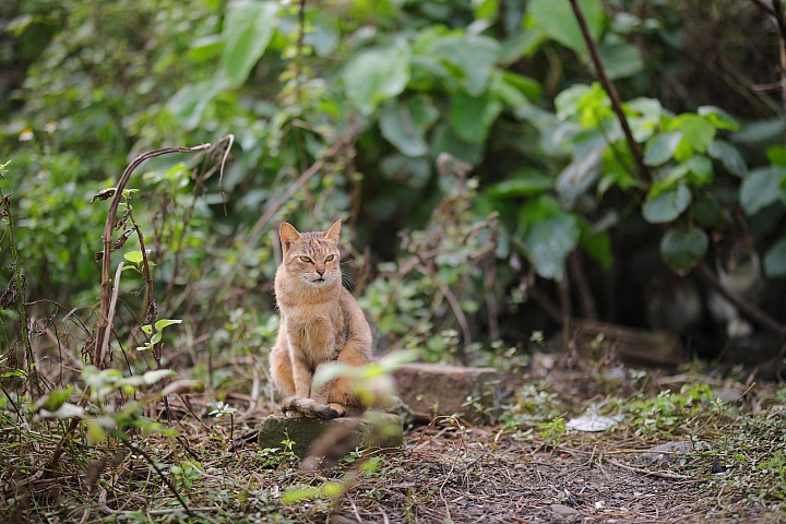 越級挑戰C家85L II!Sigma 85mm F1.4 DG HSM Art 大光圈定焦鏡試用報告!