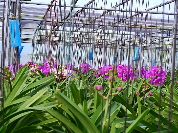 美與寧靜!竹田鄉天使花園,文心蘭栽培王國。
