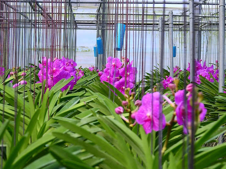 美與寧靜!竹田鄉天使花園,文心蘭栽培王國。