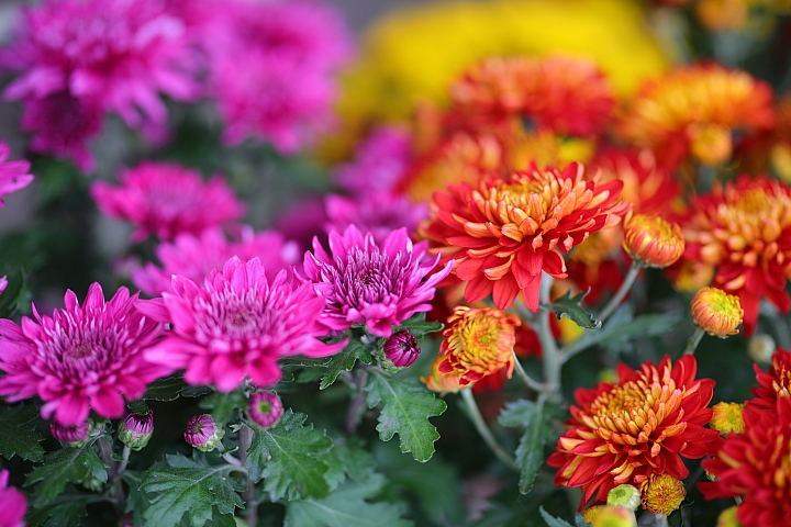 越級挑戰C家85L II!Sigma 85mm F1.4 DG HSM Art 大光圈定焦鏡試用報告!