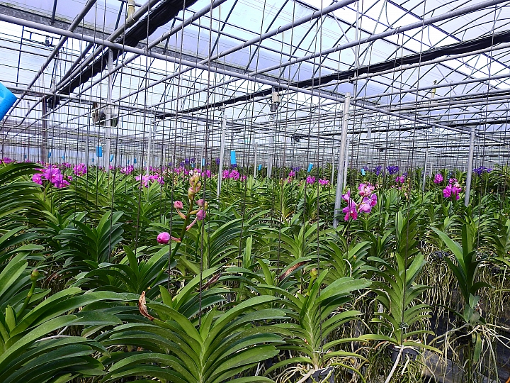 美與寧靜!竹田鄉天使花園,文心蘭栽培王國。