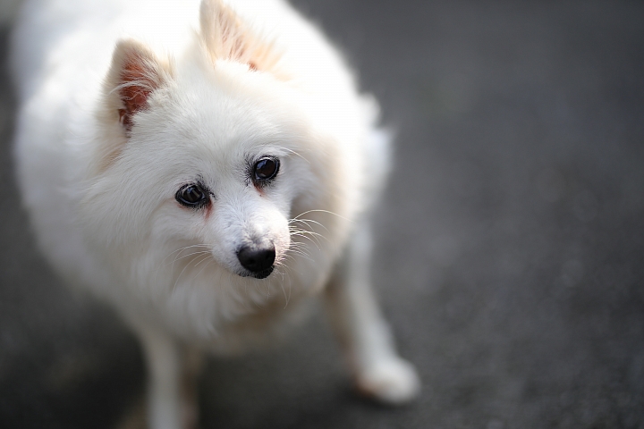 越級挑戰C家85L II!Sigma 85mm F1.4 DG HSM Art 大光圈定焦鏡試用報告!