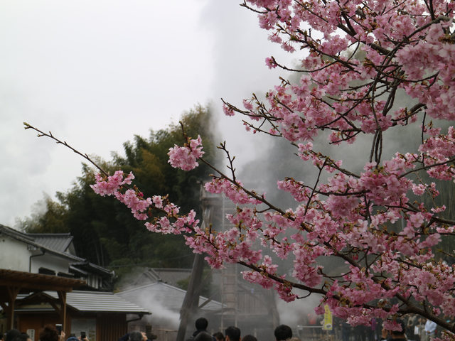 「静岡景點」--來日本最早滿開的千本櫻小鎮 河津町看河津櫻!