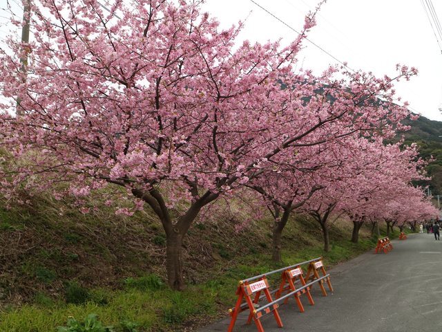 「静岡景點」--來日本最早滿開的千本櫻小鎮 河津町看河津櫻!
