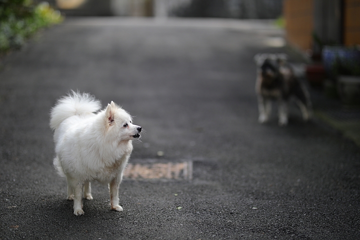 越級挑戰C家85L II!Sigma 85mm F1.4 DG HSM Art 大光圈定焦鏡試用報告!