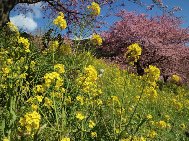 「靜岡景點」--不下河津町的河津櫻千本櫻:南伊豆町的油菜花與櫻花祭!!!